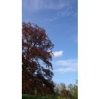 Blutbuche im Park Haus Meer. Foto: Reinhard Lutum