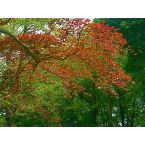 Junges Buchenlaub im Park von Haus Meer. Foto: Eri Krippner