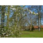 Wilde Kirsche im Park von Haus Meer. Foto: Eri Krippner