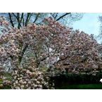 Magnolie im Park von Haus Meer. Foto: Eri Krippner